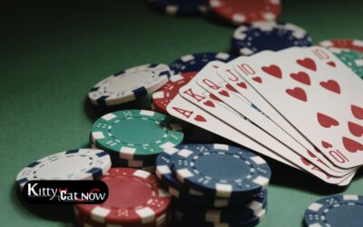 Poker Night Upgrade: Private Entertainment for Your Denver Home Game